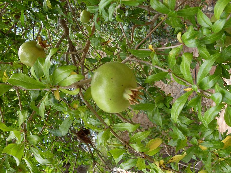 Spanien2010_1 117.jpg - Pomegranate growing in the castle yard